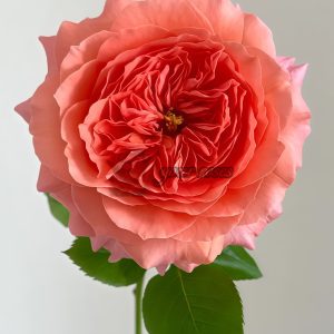 Morgen Lot Rose丨Your roses