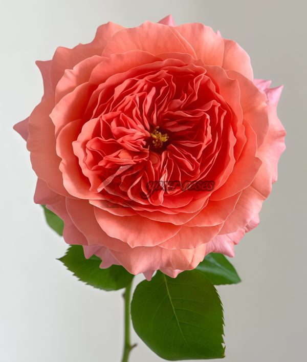 Morgen Lot Rose丨Your roses
