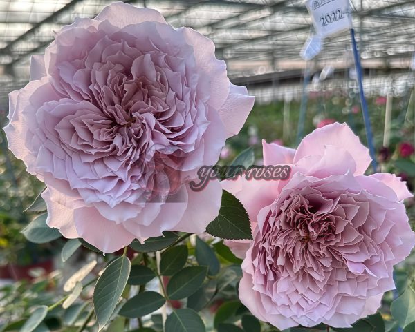 New SP Rose丨Your roses