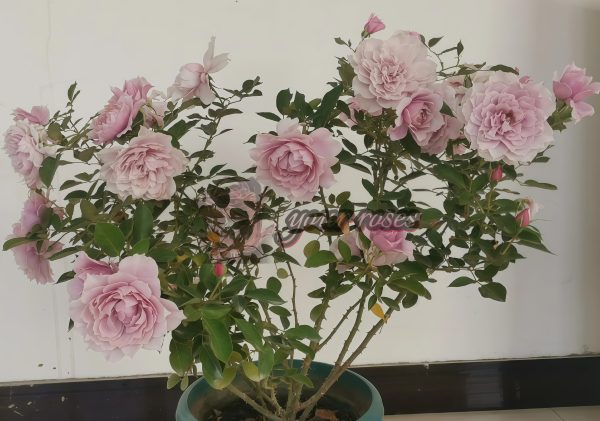 New SP Rose for sale丨Your roses