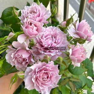 New SP Rose丨Your roses