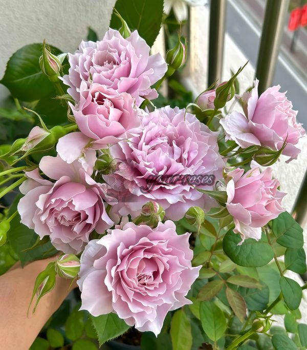 New SP Rose丨Your roses
