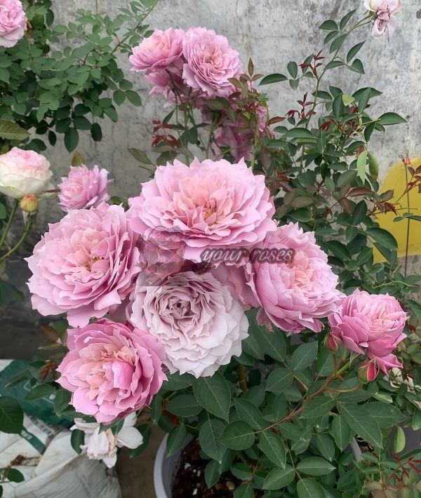 New SP Rose plant丨Your roses