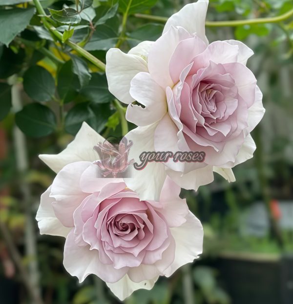 New Wave Rose for sale丨Your roses