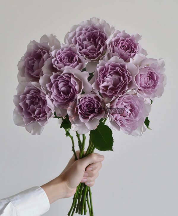 New Wave Rose丨Your roses