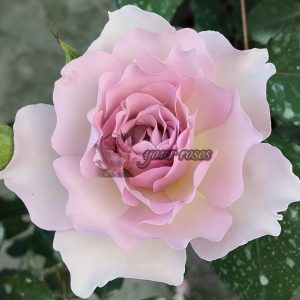 New Wave Rose plant丨Your roses