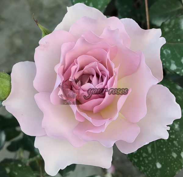 New Wave Rose plant丨Your roses