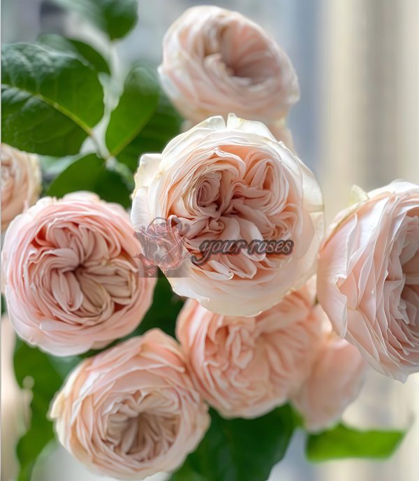 Paradise Beach Rose plant丨Your roses