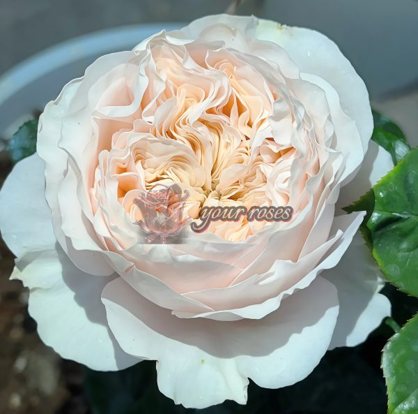 Paradise Beach Rose丨Your roses