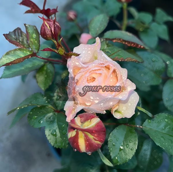 Paradise Beach Rose for sale丨Your roses