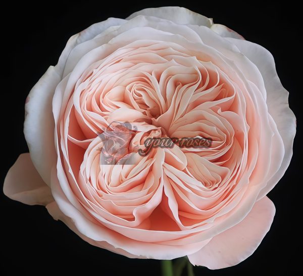 Paradise Beach Rose丨Your roses