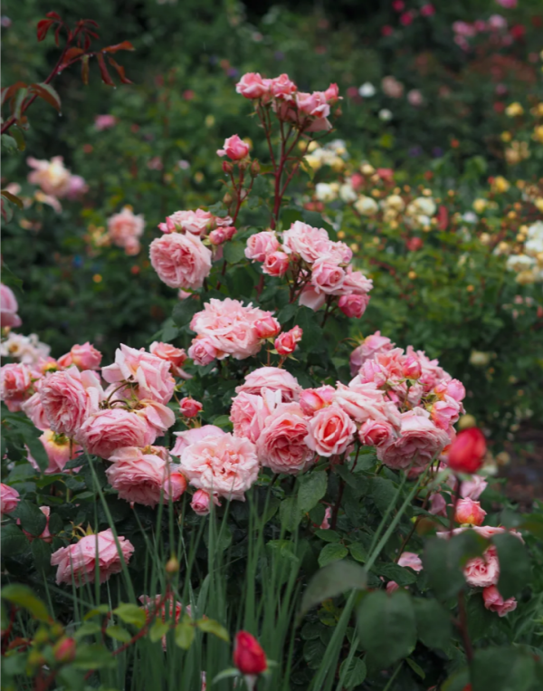 Paul Bocuse Rose 丨Your roses