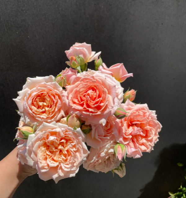 Paul Bocuse Rose for sale丨Your roses