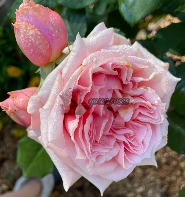 Paul Bocuse Rose丨Your roses