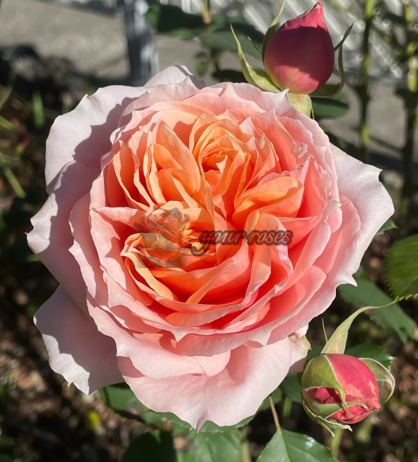 Paul Bocuse Rose丨Your roses