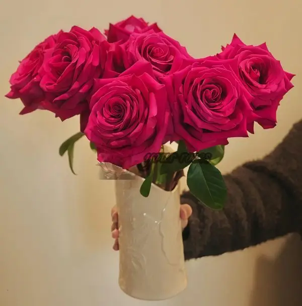 Pink Floyd Rose丨Your roses