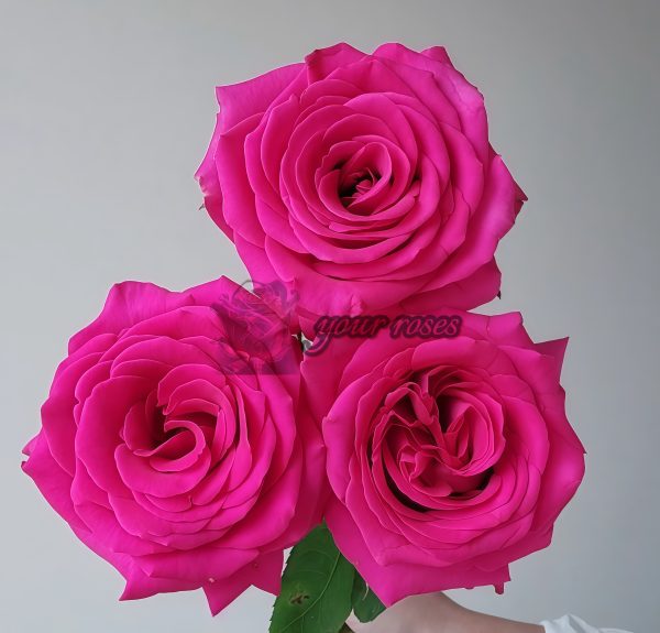 Pink Floyd Rose丨Your roses