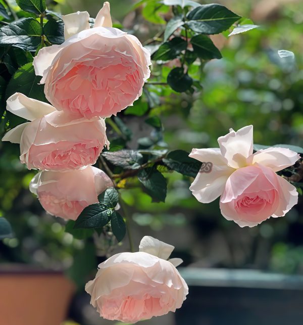 Pretty Yuto Rose plant丨Your roses