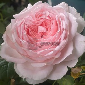 Pretty Yuto Rose for sale丨Your roses