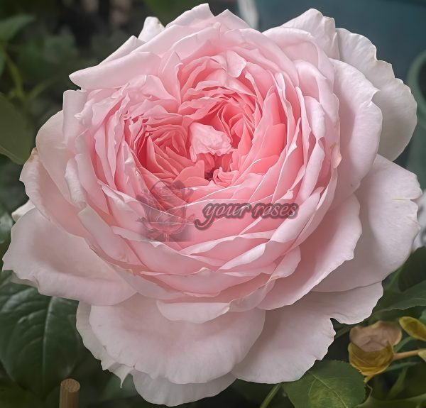 Pretty Yuto Rose for sale丨Your roses