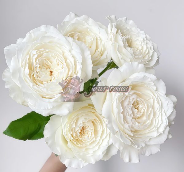 Princess Miyuki Rose for sale丨Your roses