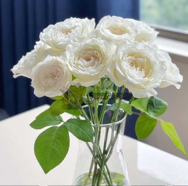 Princess Miyuki Rose丨Your roses