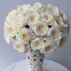 Princess Miyuki Rose plant丨Your roses