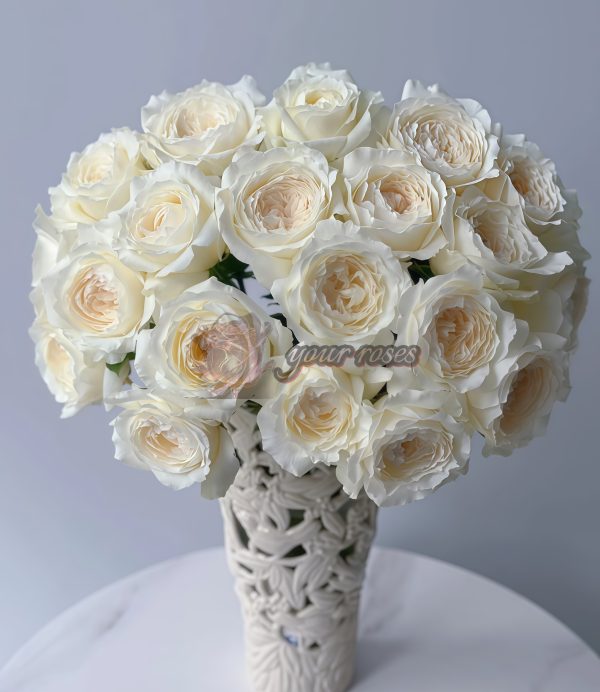 Princess Miyuki Rose plant丨Your roses