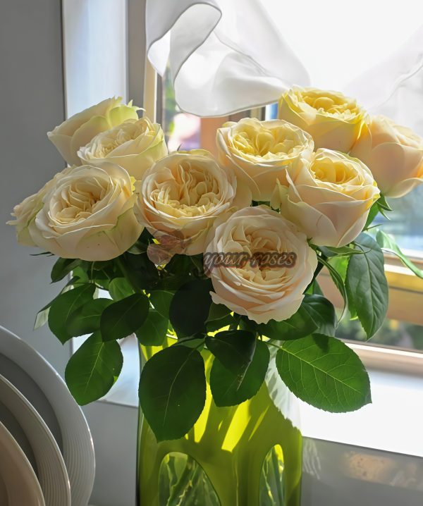 Priscilla Rose for sale丨Your roses