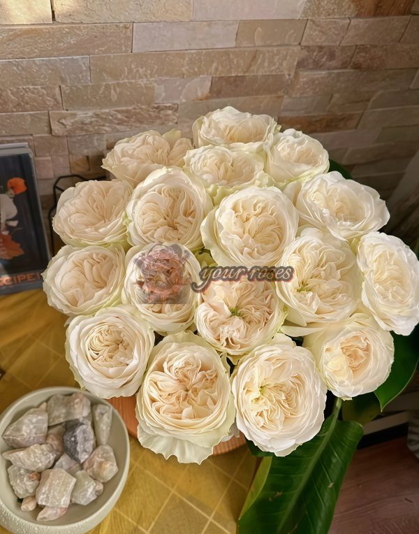 Priscilla Rose plant丨Your roses