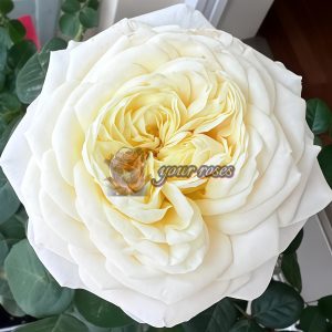 Priscilla Rose丨Your roses