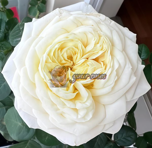 Priscilla Rose丨Your roses