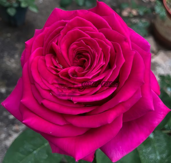 Promesse Eternelle Rose丨Your roses