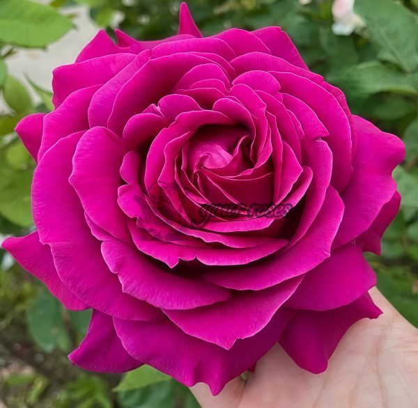 Promesse Eternelle Rose for sale丨Your roses
