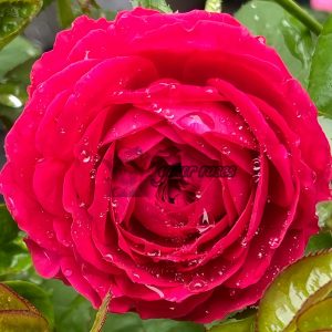 Promesse Eternelle Rose丨Your roses