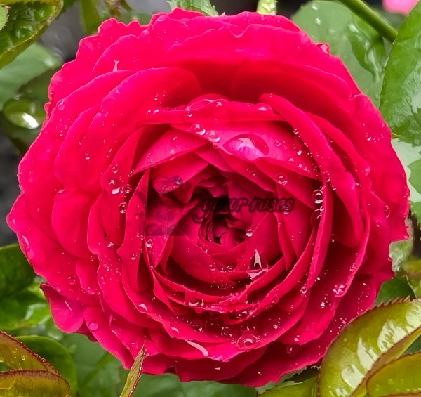 Promesse Eternelle Rose丨Your roses