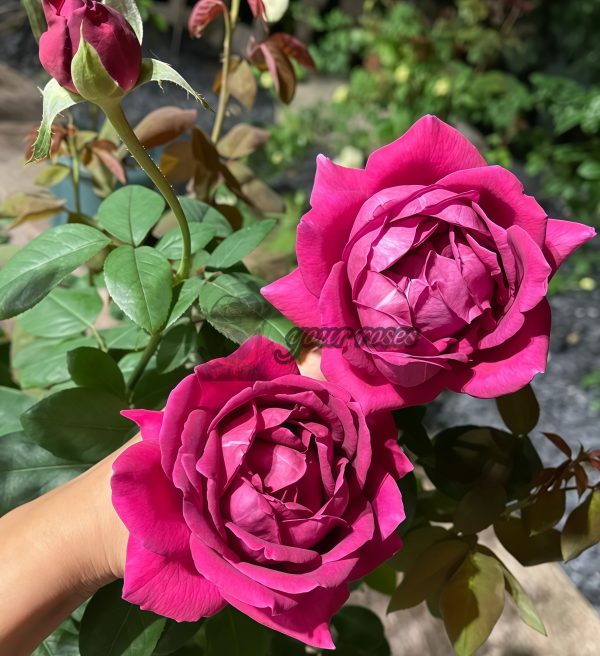 Promesse Eternelle Rose plant丨Your roses