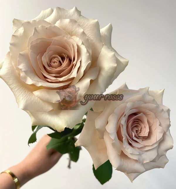 Quick Sand Rose plant丨Your roses