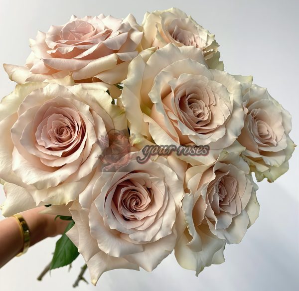 Quick Sand Rose丨Your roses
