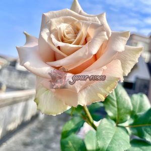 Quick Sand Rose for sale丨Your roses