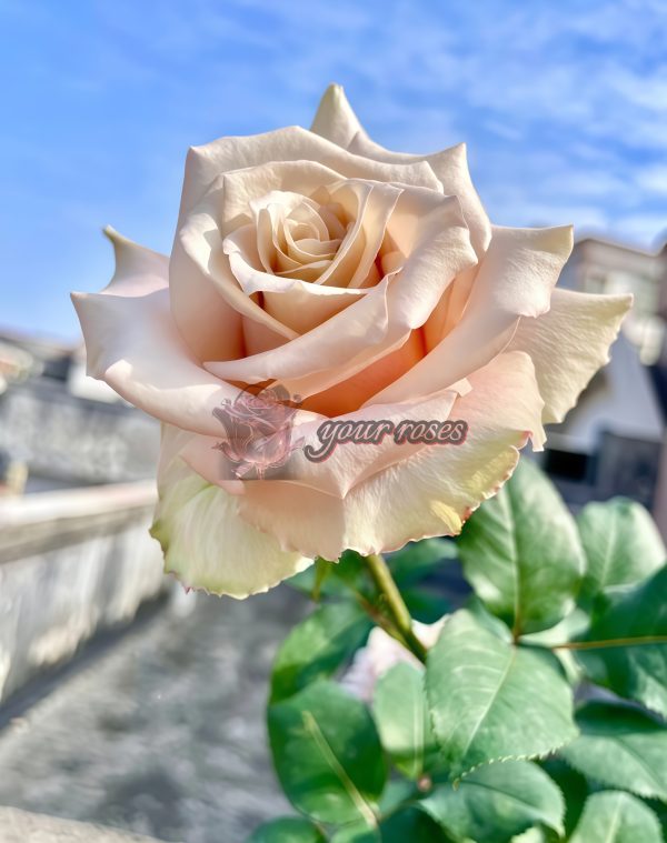Quick Sand Rose for sale丨Your roses