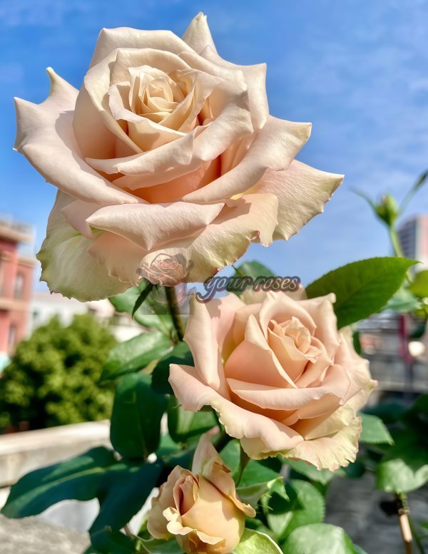 Quick Sand Rose丨Your roses
