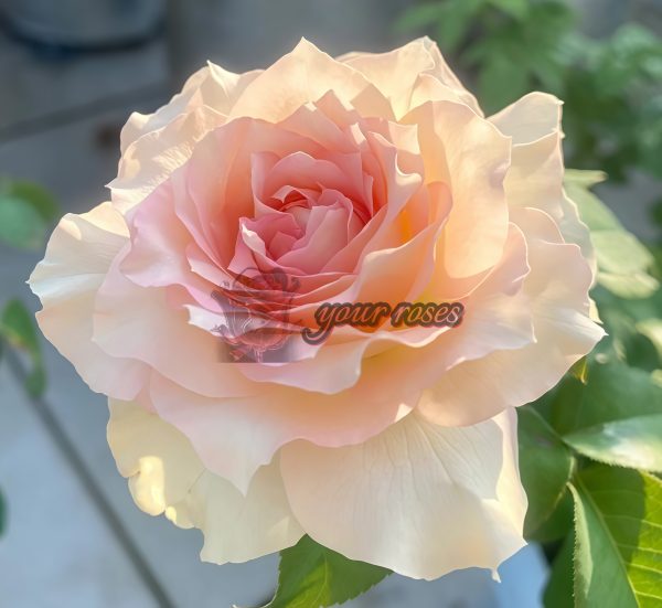 Ragazza Rose for sale丨Your roses
