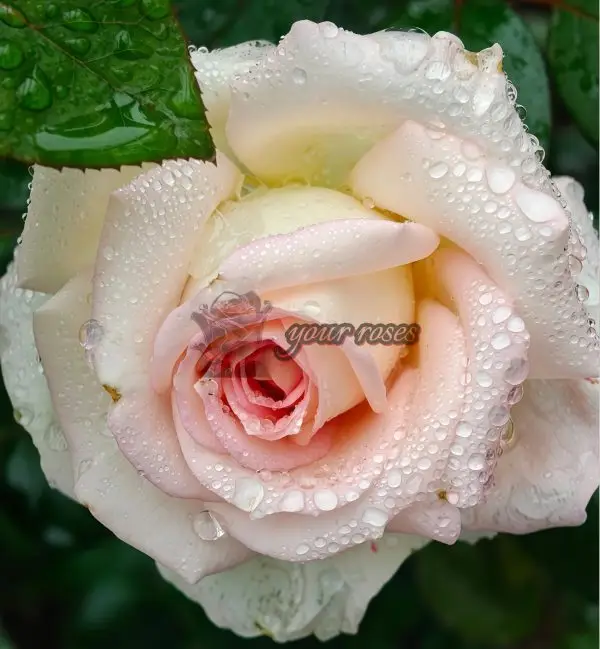 Ragazza Rose丨Your roses