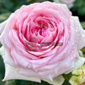 Ragazza Rose plant丨Your roses