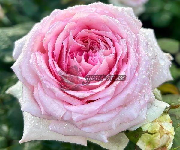 Ragazza Rose plant丨Your roses