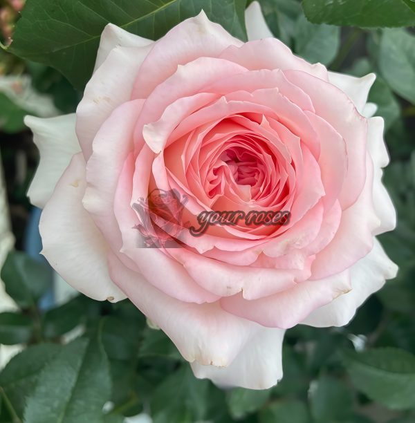 Ragazza Rose丨Your roses