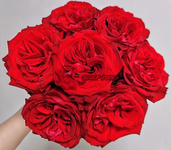 Red Glory Rose for sale丨Your roses