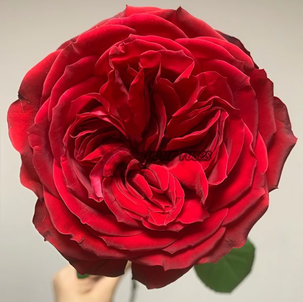 Red Glory Rose丨Your roses