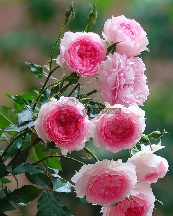 Rongrongyue Rose丨Your roses